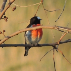 Petroica boodang at Urambi Hills - 8 Apr 2017 06:53 PM