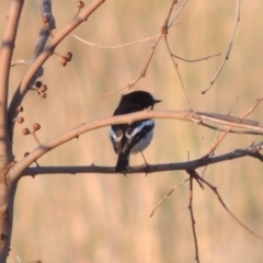 Petroica boodang at Urambi Hills - 8 Apr 2017 06:53 PM