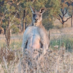 Macropus giganteus at Urambi Hills - 8 Apr 2017 06:59 PM