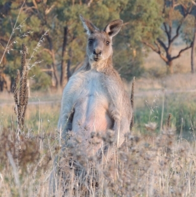Macropus giganteus (Eastern Grey Kangaroo) at Urambi Hills - 8 Apr 2017 by MichaelBedingfield