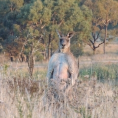 Macropus giganteus at Urambi Hills - 8 Apr 2017 06:59 PM