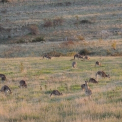 Macropus giganteus at Urambi Hills - 8 Apr 2017