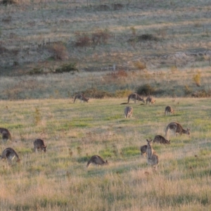 Macropus giganteus at Urambi Hills - 8 Apr 2017 06:59 PM