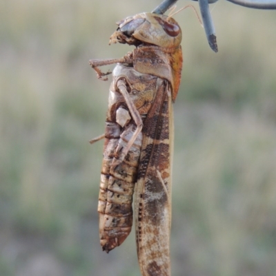 Gastrimargus musicus (Yellow-winged Locust or Grasshopper) at Urambi Hills - 8 Apr 2017 by michaelb