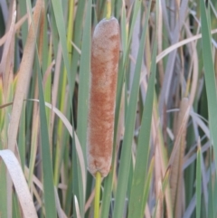 Typha orientalis (Broad-leaved Cumbumgi) at Urambi Hills - 8 Apr 2017 by michaelb