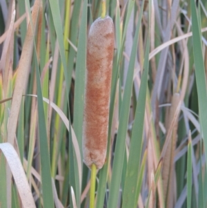 Typha orientalis at Urambi Hills - 8 Apr 2017