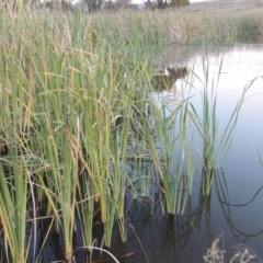 Typha orientalis at Urambi Hills - 8 Apr 2017