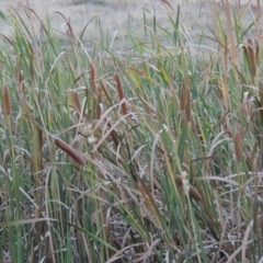 Typha orientalis at Urambi Hills - 8 Apr 2017