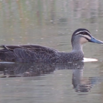 Anas superciliosa (Pacific Black Duck) at Urambi Hills - 8 Apr 2017 by michaelb