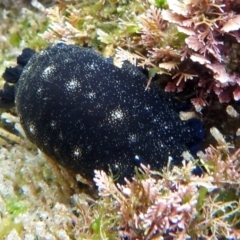 Dendrodoris nigra (Dendrodoris nigra) at Narooma, NSW - 9 Apr 2017 by JenT