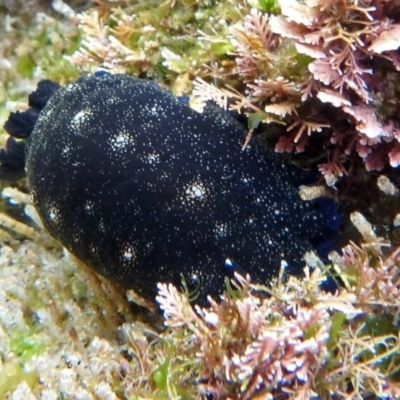 Dendrodoris nigra (Dendrodoris nigra) at Narooma, NSW - 9 Apr 2017 by JenT