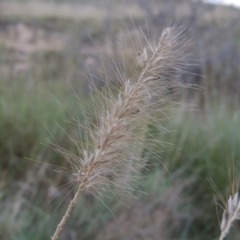 Cenchrus purpurascens (Swamp Foxtail) at Urambi Hills - 8 Apr 2017 by michaelb