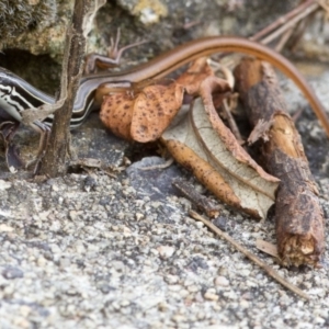 Ctenotus taeniolatus at Acton, ACT - 22 Mar 2017