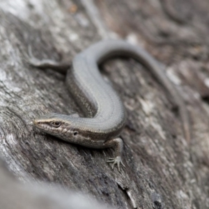 Pseudemoia entrecasteauxii at Cotter River, ACT - 8 Mar 2017 01:24 PM