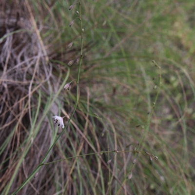 Arthropodium milleflorum (Vanilla Lily) at MTR591 at Gundaroo - 22 Nov 2016 by MaartjeSevenster