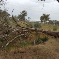 Eucalyptus melliodora (Yellow Box) at Symonston, ACT - 8 Apr 2017 by Mike