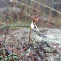 Eriochilus cucullatus (Parson's Bands) at Majura, ACT - 10 Apr 2017 by nic.jario