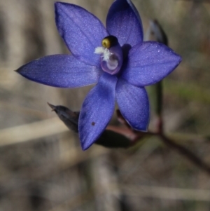 Thelymitra nuda at Gundaroo, NSW - 7 Nov 2016