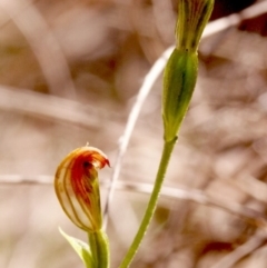 Speculantha rubescens (Blushing Tiny Greenhood) at MTR591 at Gundaroo - 17 Apr 2014 by MaartjeSevenster