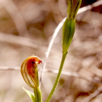 Speculantha rubescens (Blushing Tiny Greenhood) at Gundaroo, NSW - 17 Apr 2014 by MaartjeSevenster