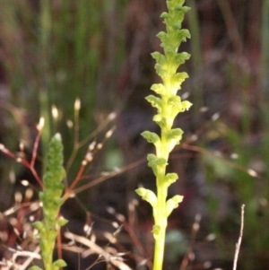 Microtis parviflora at Gundaroo, NSW - suppressed