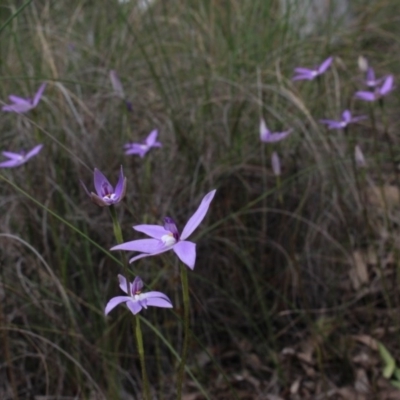 Glossodia major (Wax Lip Orchid) at Gundaroo, NSW - 12 Oct 2016 by MaartjeSevenster