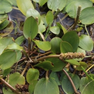 Potamogeton sulcatus at Gundaroo, NSW - 4 Jan 2017