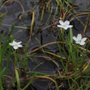 Montia australasica at Gundaroo, NSW - 6 Dec 2016