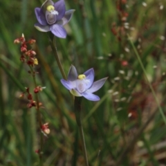 Thelymitra pauciflora (Slender Sun Orchid) at MTR591 at Gundaroo - 25 Oct 2015 by MaartjeSevenster