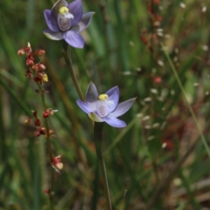 Thelymitra pauciflora at Gundaroo, NSW - suppressed