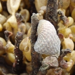 Austrocochlea porcata (Zebra top snail) at Narooma, NSW - 9 Apr 2017 by Jennyncmg