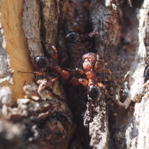 Podomyrma gratiosa at Canberra Central, ACT - 8 Apr 2017