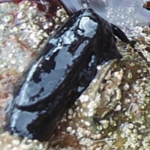 Scutus antipodes at Narooma, NSW - 9 Apr 2017 01:01 PM