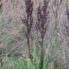 Rumex crispus (Curled Dock) at Urambi Hills - 8 Apr 2017 by michaelb