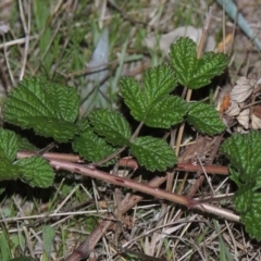 Rubus parvifolius (Native Raspberry) at Urambi Hills - 8 Apr 2017 by michaelb