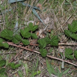 Rubus parvifolius at Urambi Hills - 8 Apr 2017 08:21 PM