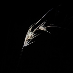 Themeda triandra at Urambi Hills - 8 Apr 2017