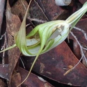 Diplodium ampliatum at Burra, NSW - 11 Apr 2017