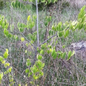 Celtis australis at Hughes, ACT - 11 Apr 2017 09:15 AM