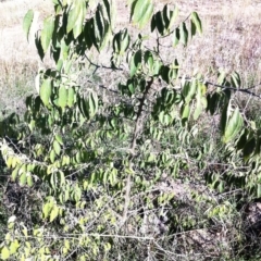 Celtis australis at Hughes, ACT - 11 Apr 2017 09:15 AM