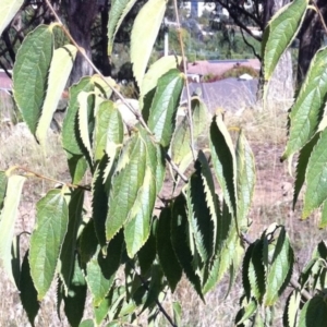 Celtis australis at Hughes, ACT - 11 Apr 2017 09:15 AM