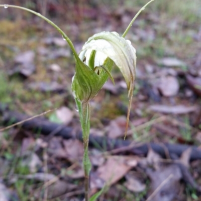 Diplodium ampliatum (Large Autumn Greenhood) at Karabar, NSW - 8 Apr 2017 by roachie