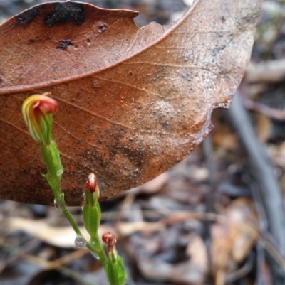 Speculantha rubescens (Blushing Tiny Greenhood) at Karabar, NSW - 9 Apr 2017 by roachie