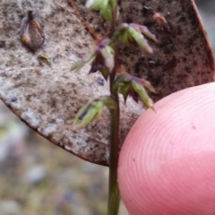 Corunastylis clivicola (Rufous midge orchid) at Mount Jerrabomberra QP - 9 Apr 2017 by roachie