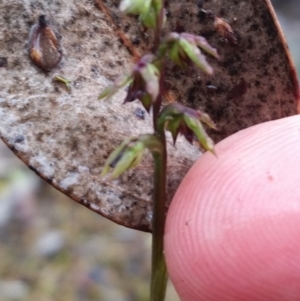 Corunastylis clivicola at Karabar, NSW - 9 Apr 2017