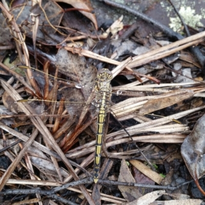 Orthetrum caledonicum (Blue Skimmer) at Karabar, NSW - 9 Apr 2017 by roachie