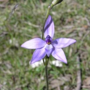 Glossodia major at Yass River, NSW - 2 Oct 2005