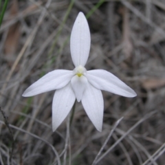 Glossodia major (Wax Lip Orchid) at Gang Gang at Yass River - 7 Oct 2005 by SueMcIntyre