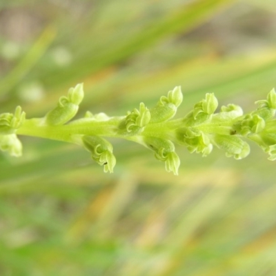 Microtis parviflora (Slender Onion Orchid) at Gang Gang at Yass River - 29 Oct 2005 by SueMcIntyre