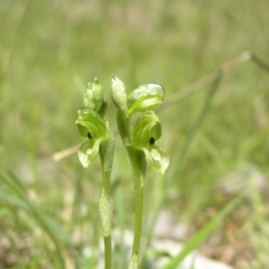 Hymenochilus bicolor (ACT) = Pterostylis bicolor (NSW) at Yass River, NSW - suppressed